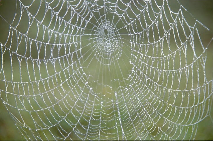 Netz