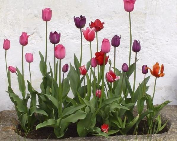 tulpen